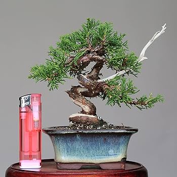 糸魚川真柏　盆栽　捻転・舎利芸 Amazon.co.jp: 糸魚川真柏 文人木 盆栽（捻転板幹）【泰寿園